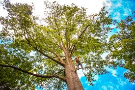 Best Fruit Tree Pruning  in Harvey, ND