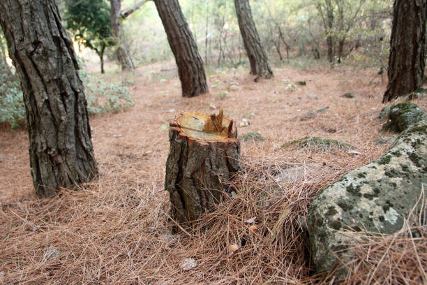 Best Stump Grinding and Removal  in Harvey, ND