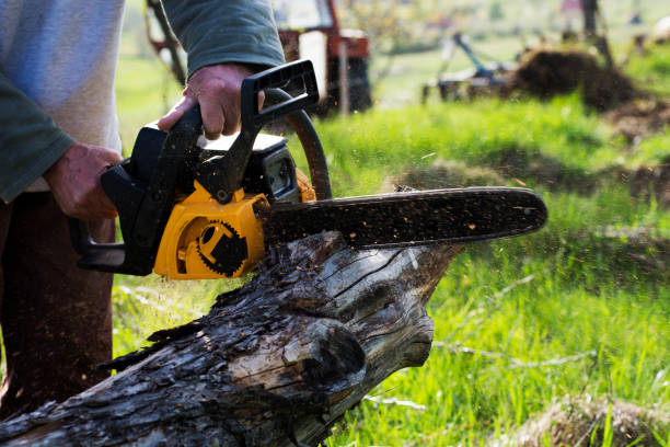 How Our Tree Care Process Works  in  Harvey, ND